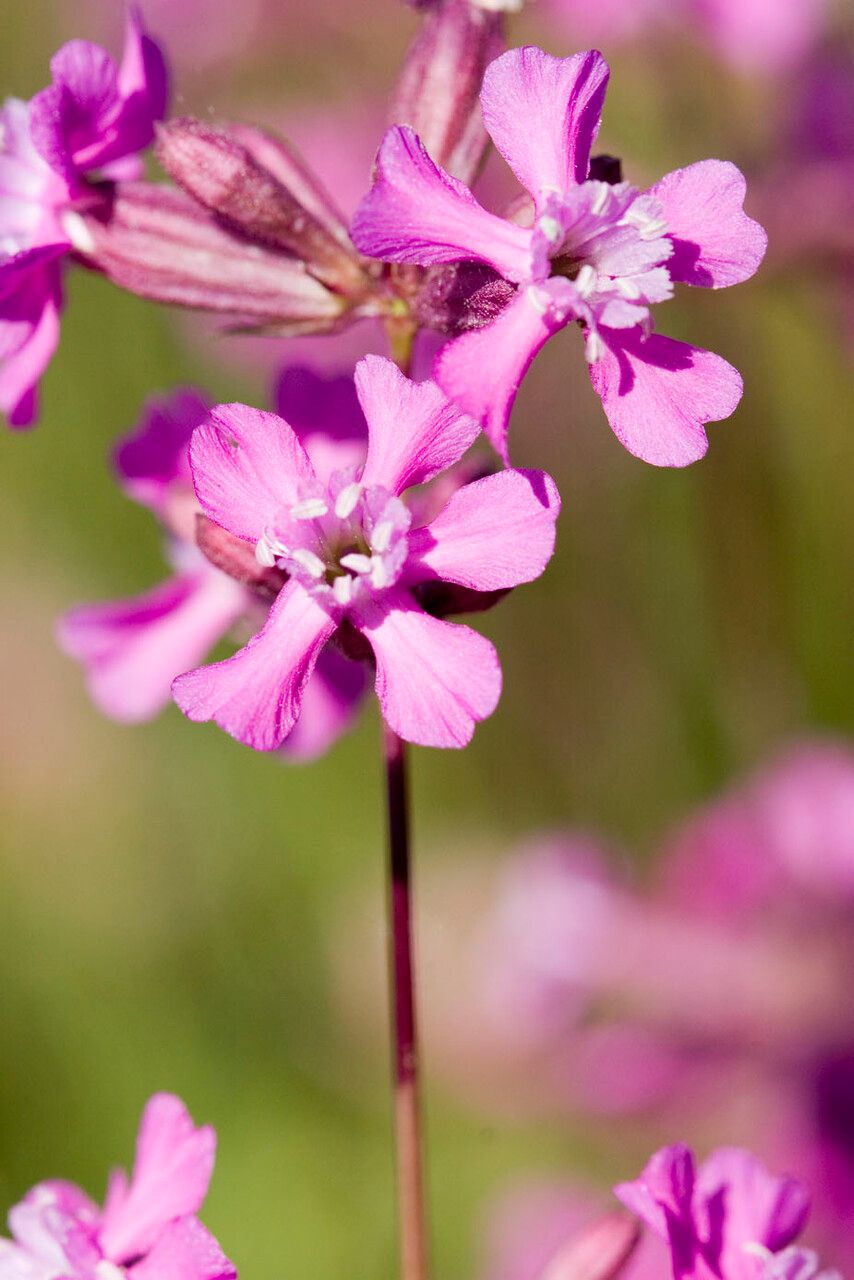 Silene viscaria flower