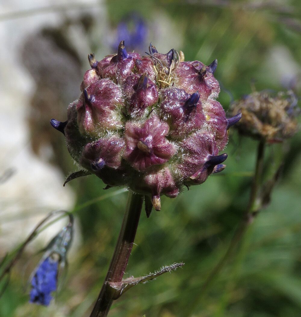 Phyteuma orbiculare fruit