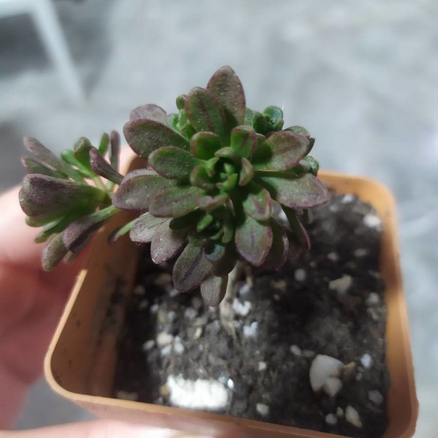 Aeonium × casanovense — search result for 'Aeonium'