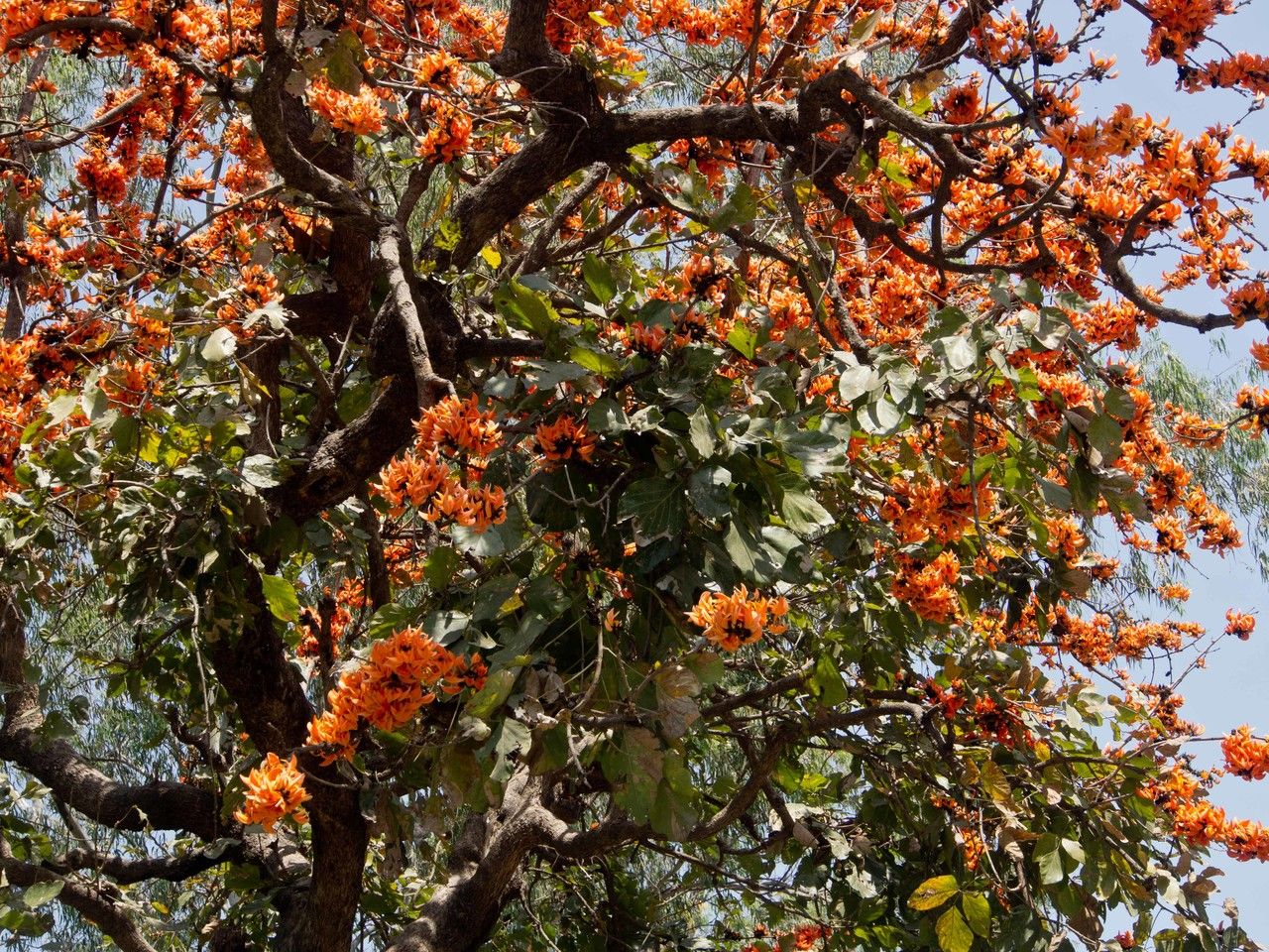 Butea monosperma habit