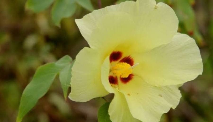 Gossypium darwinii — search result for 'Gossypium'