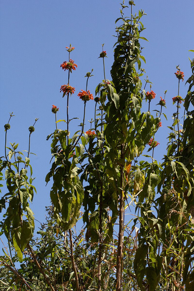 Leonotis decadonta habit
