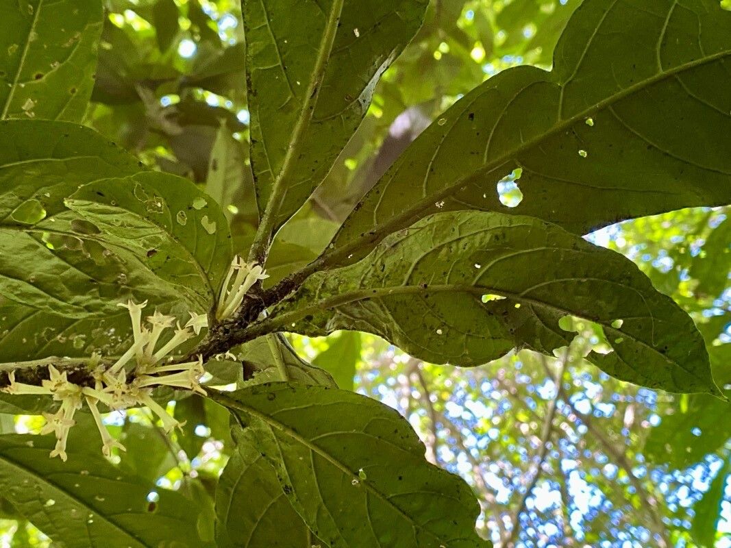 Cestrum schlechtendalii leaf