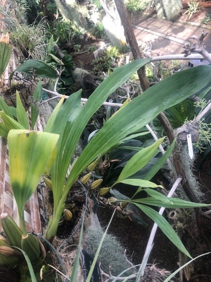 Acineta superba — houseplant care guide