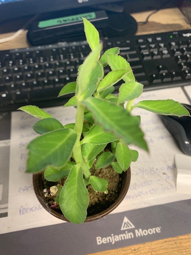 Euphorbia neococcinea leaf