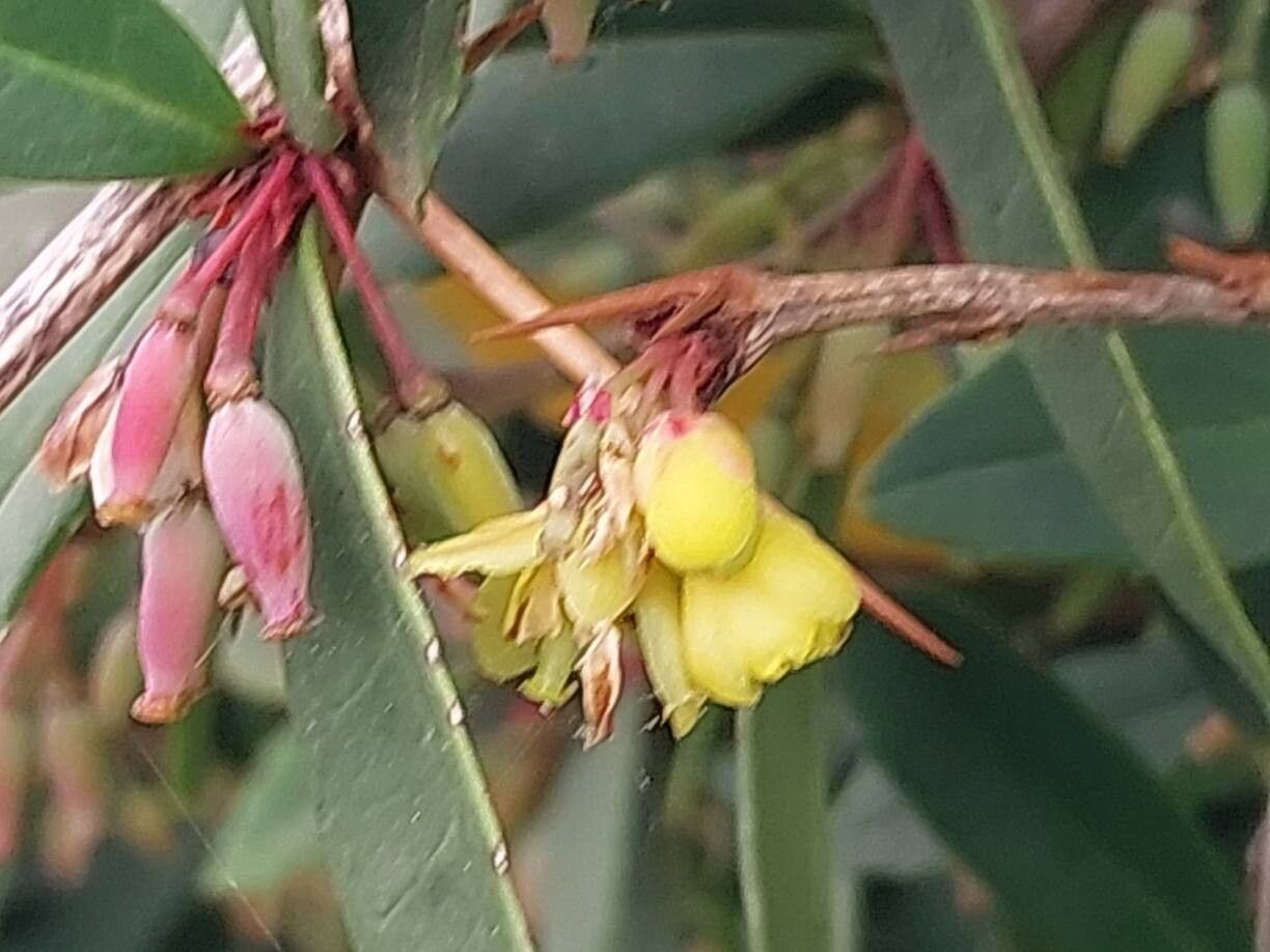 Berberis lempergiana flower