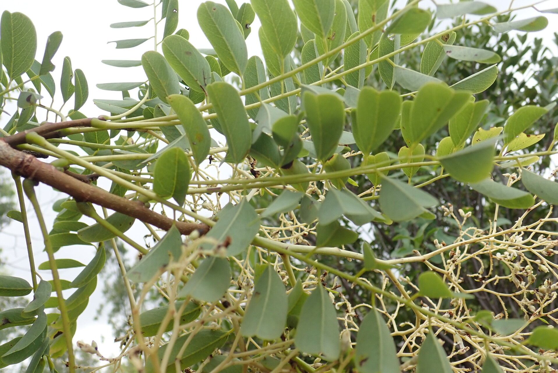 Dalbergia hildebrandtii leaf
