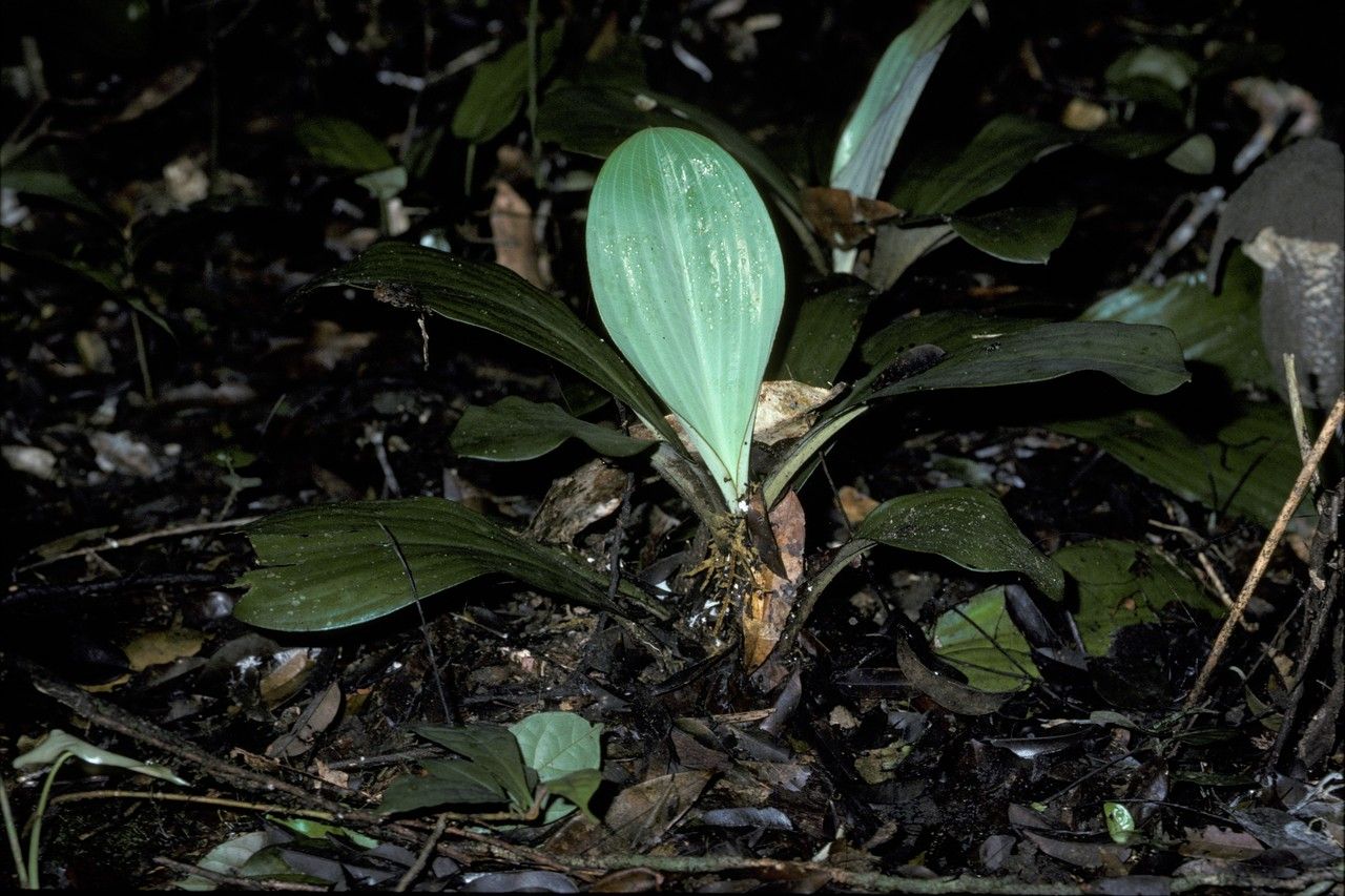 Palisota lagopus habit