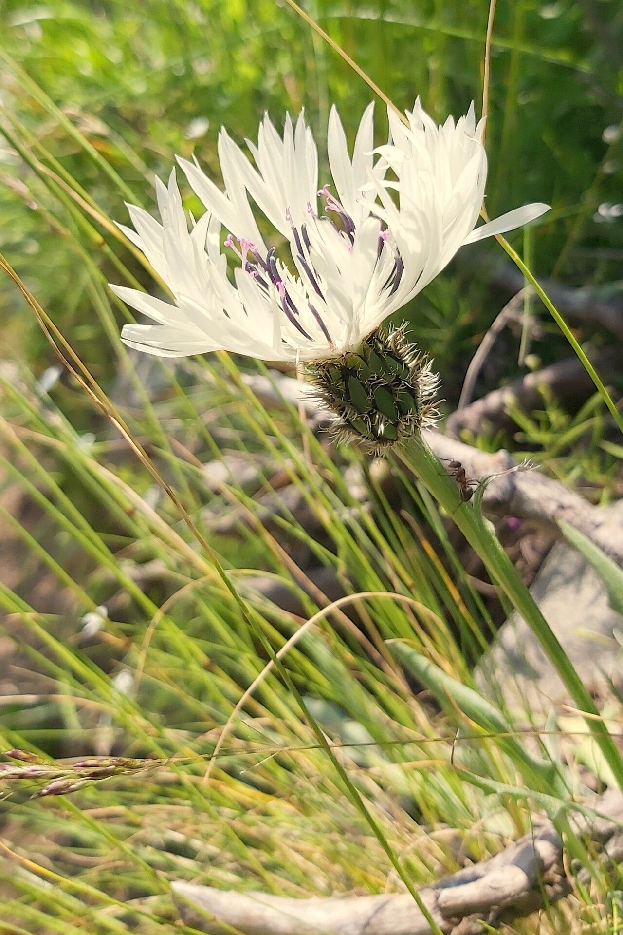 Centaurea vichrenensis flower