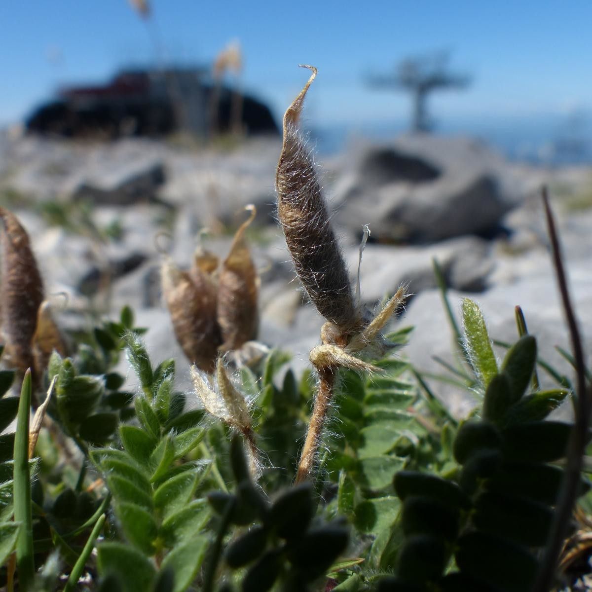 Oxytropis foucaudii fruit