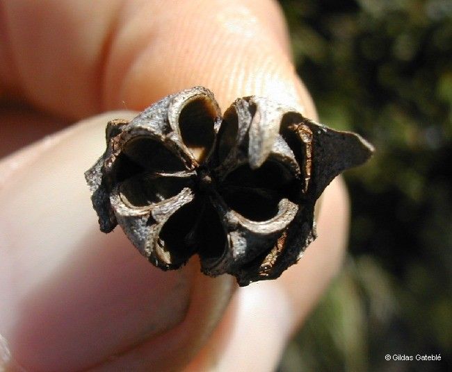 Xanthostemon myrtifolius flower