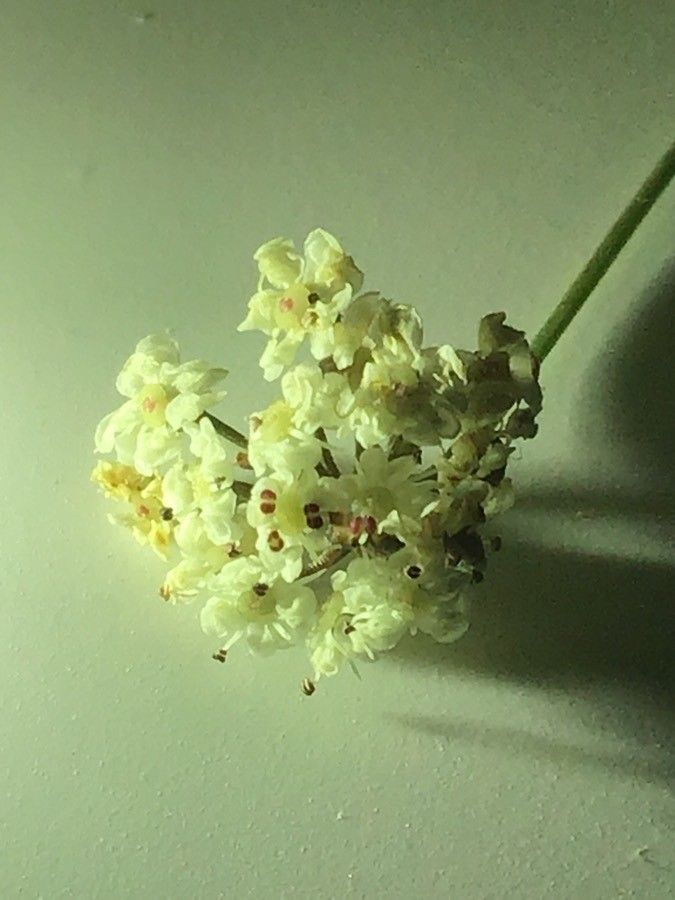 Seseli montanum flower