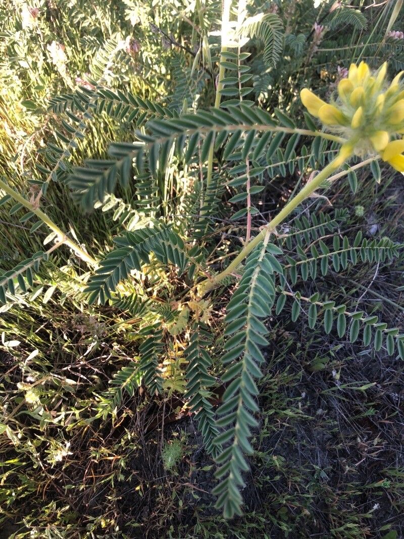 Astragalus alopecuroides — houseplant care guide