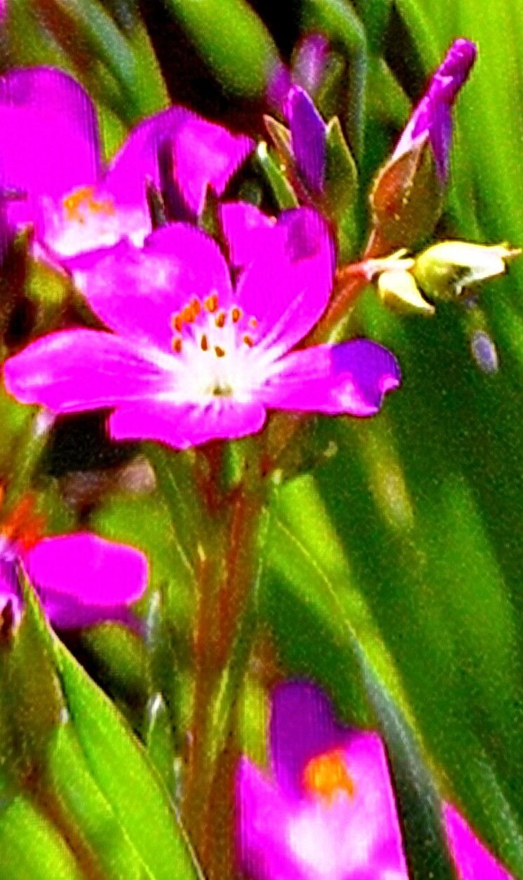 Calandrinia breweri flower