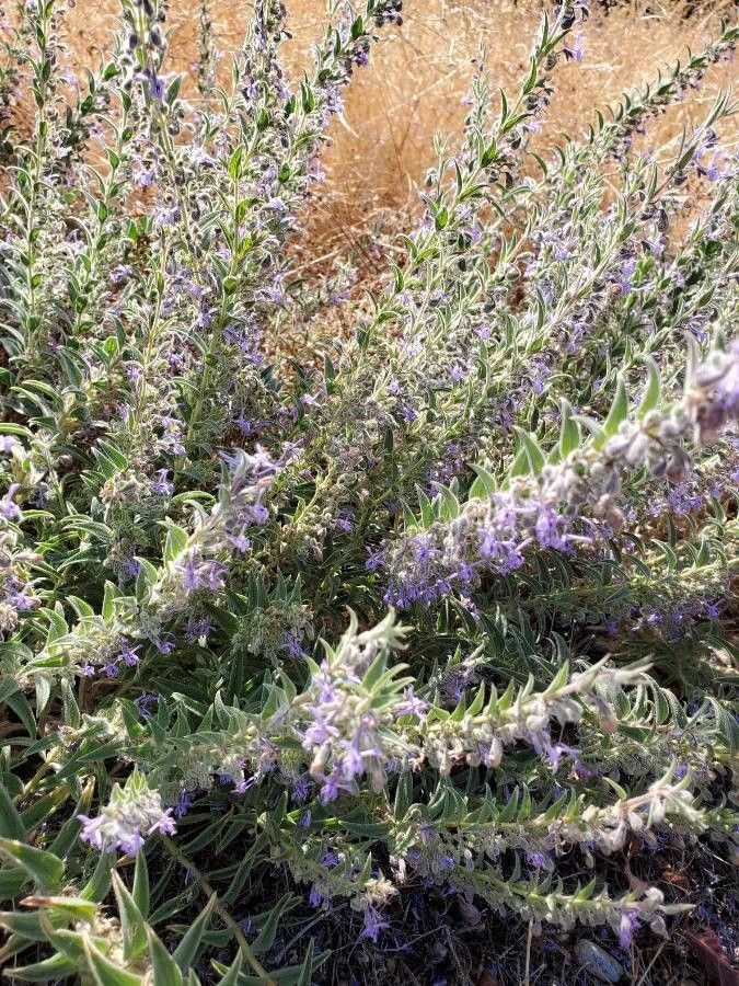 Trichostema lanceolatum leaf