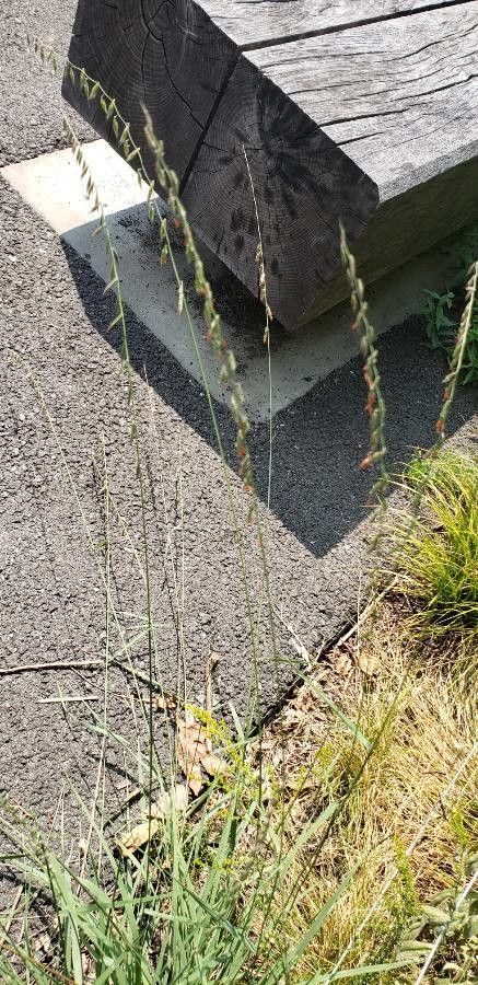 Bouteloua curtipendula fruit