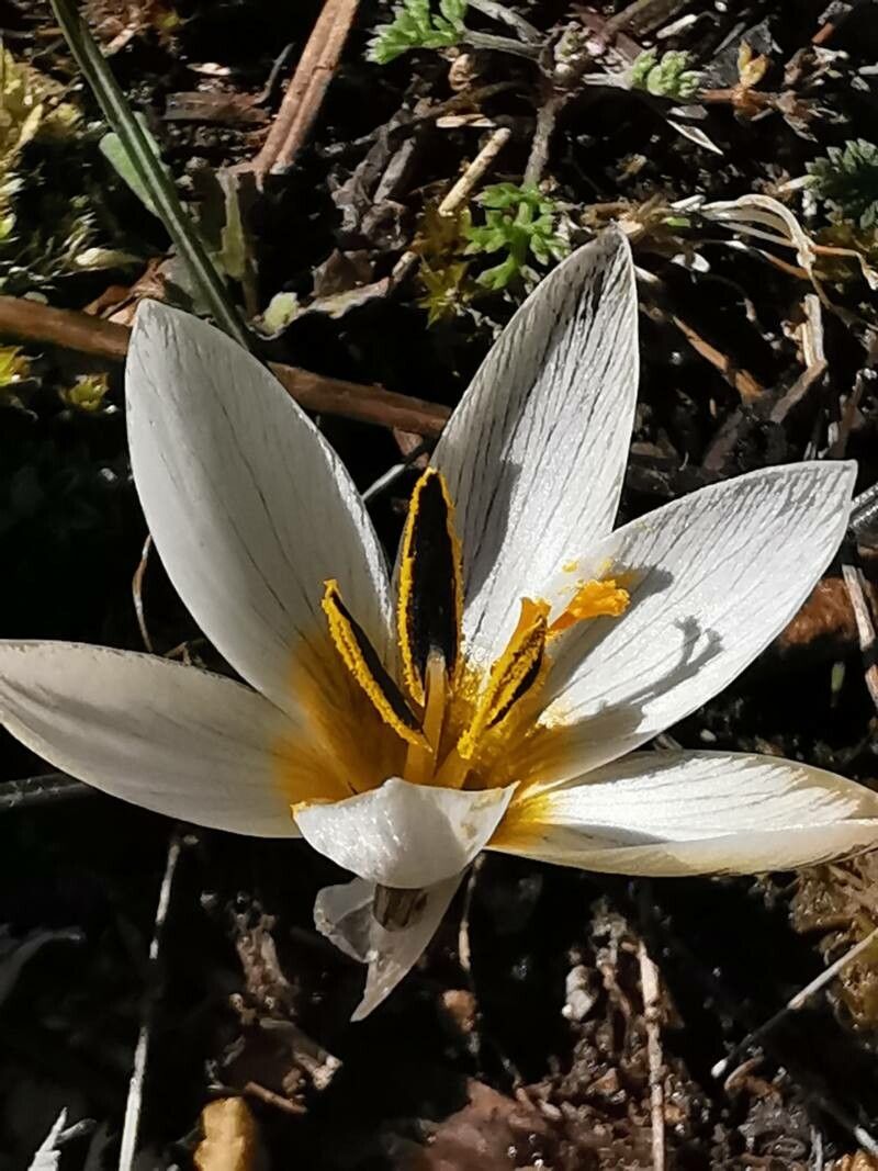 Crocus melantherus — houseplant care guide