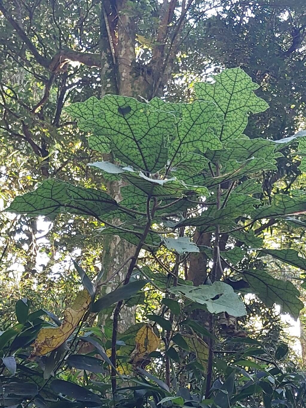 Laportea oligoloba habit