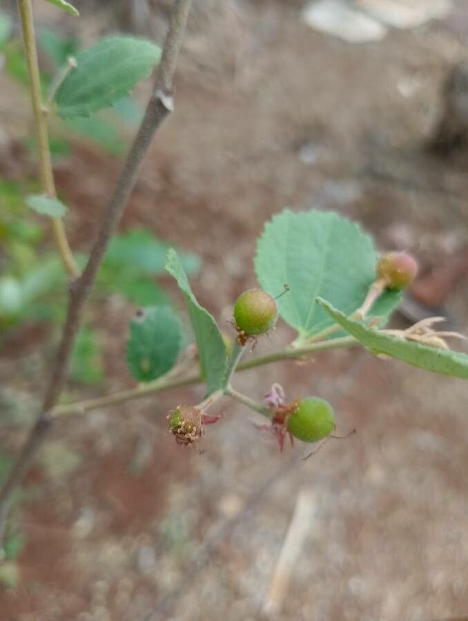 Grewia asiatica fruit
