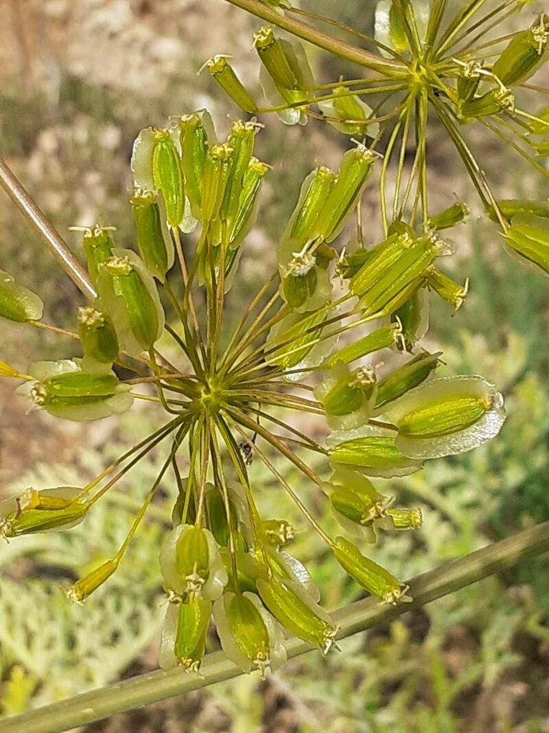 Thapsia villosa fruit