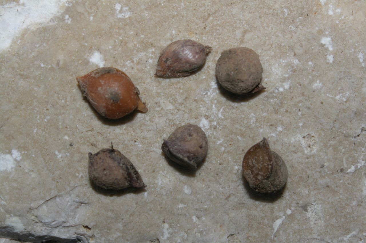 Allium commutatum x Allium porrum fruit