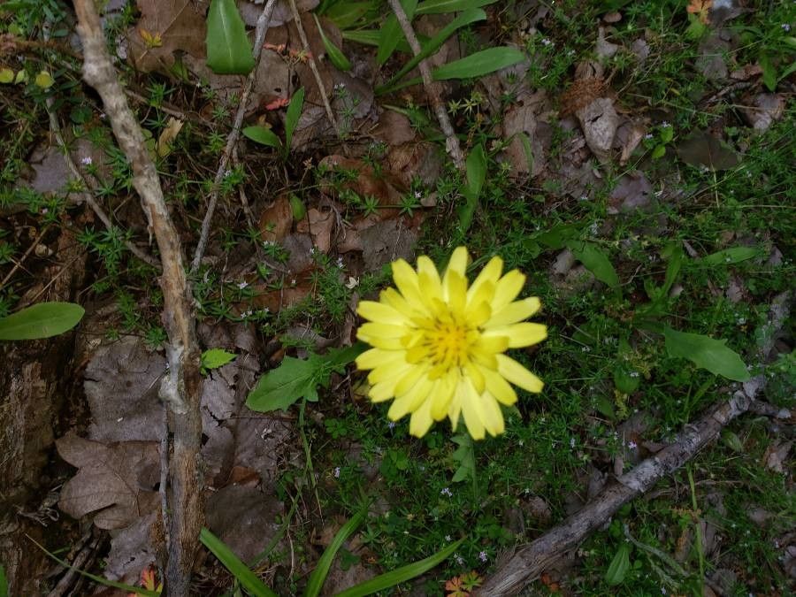 Pyrrhopappus pauciflorus flower