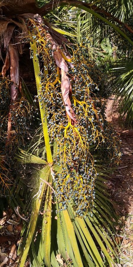 Livistona chinensis fruit