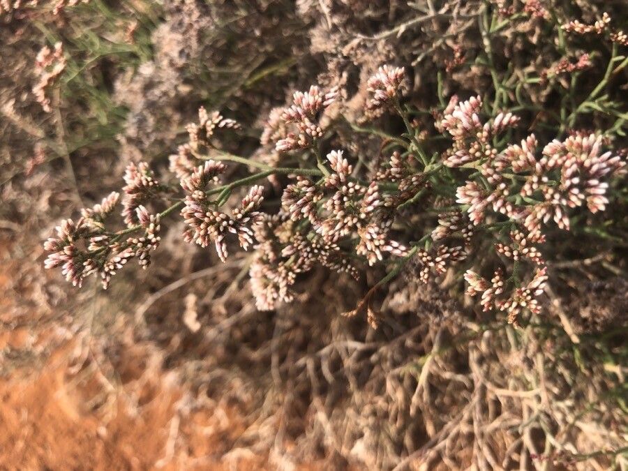 Limonium papillatum flower