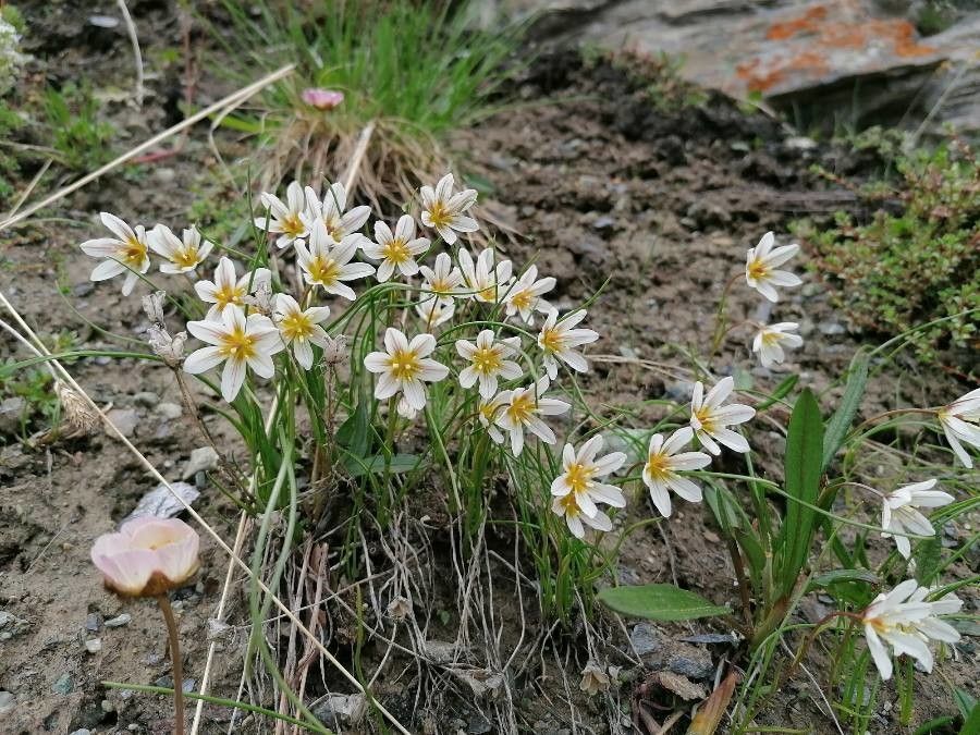 Gagea serotina habit