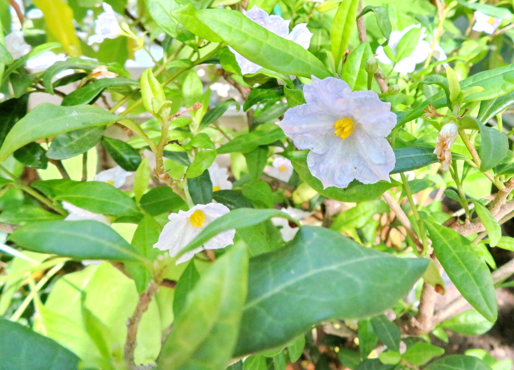 Solanum havanense — houseplant care guide