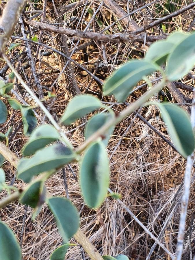 Maerua decumbens leaf