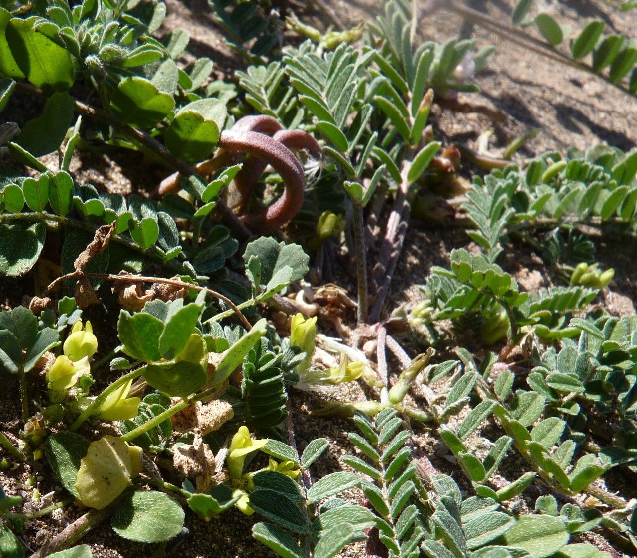 Astragalus solandri habit