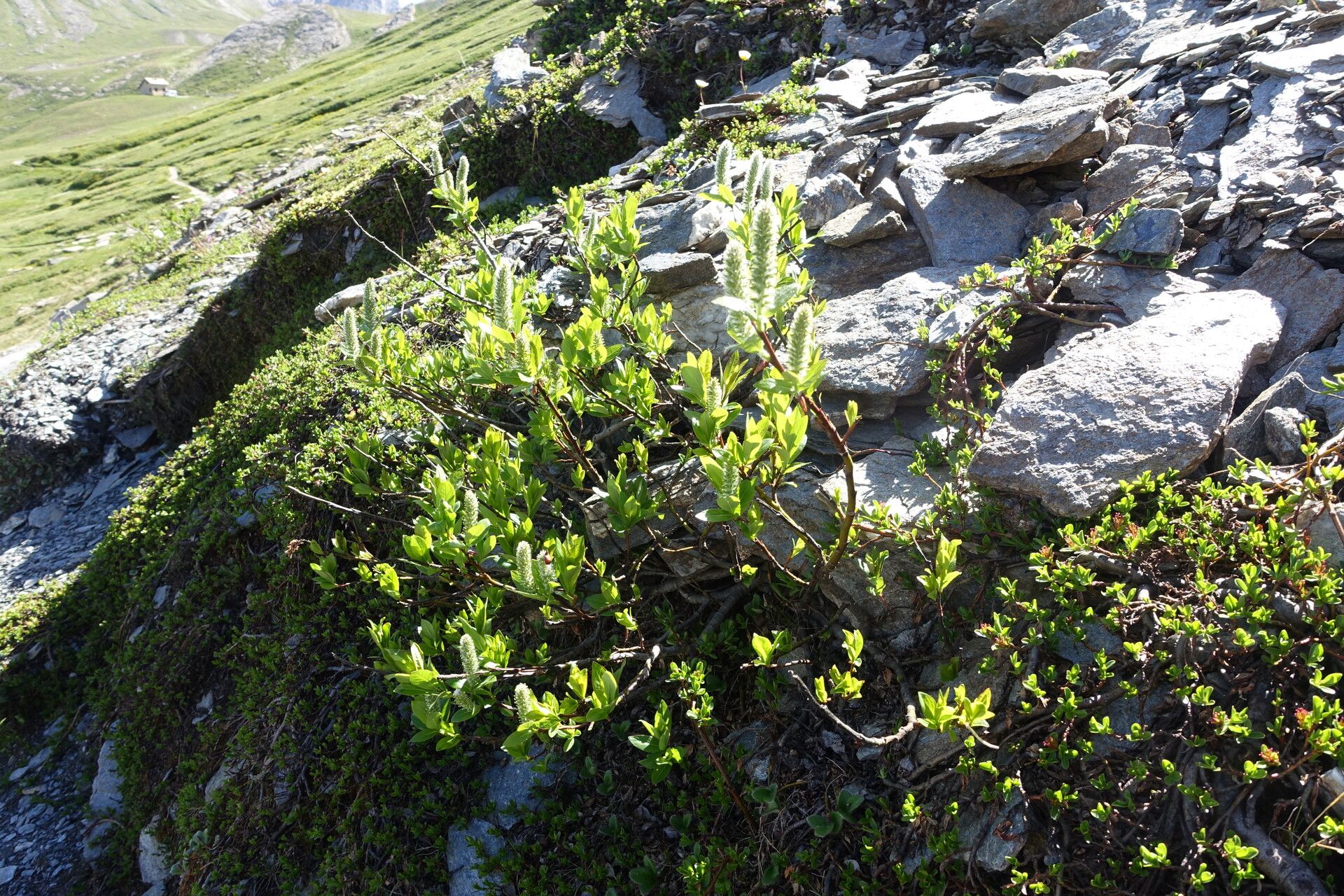 Salix petrophila flower