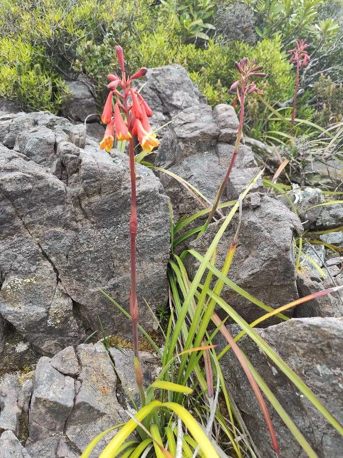 Blandfordia punicea — houseplant care guide