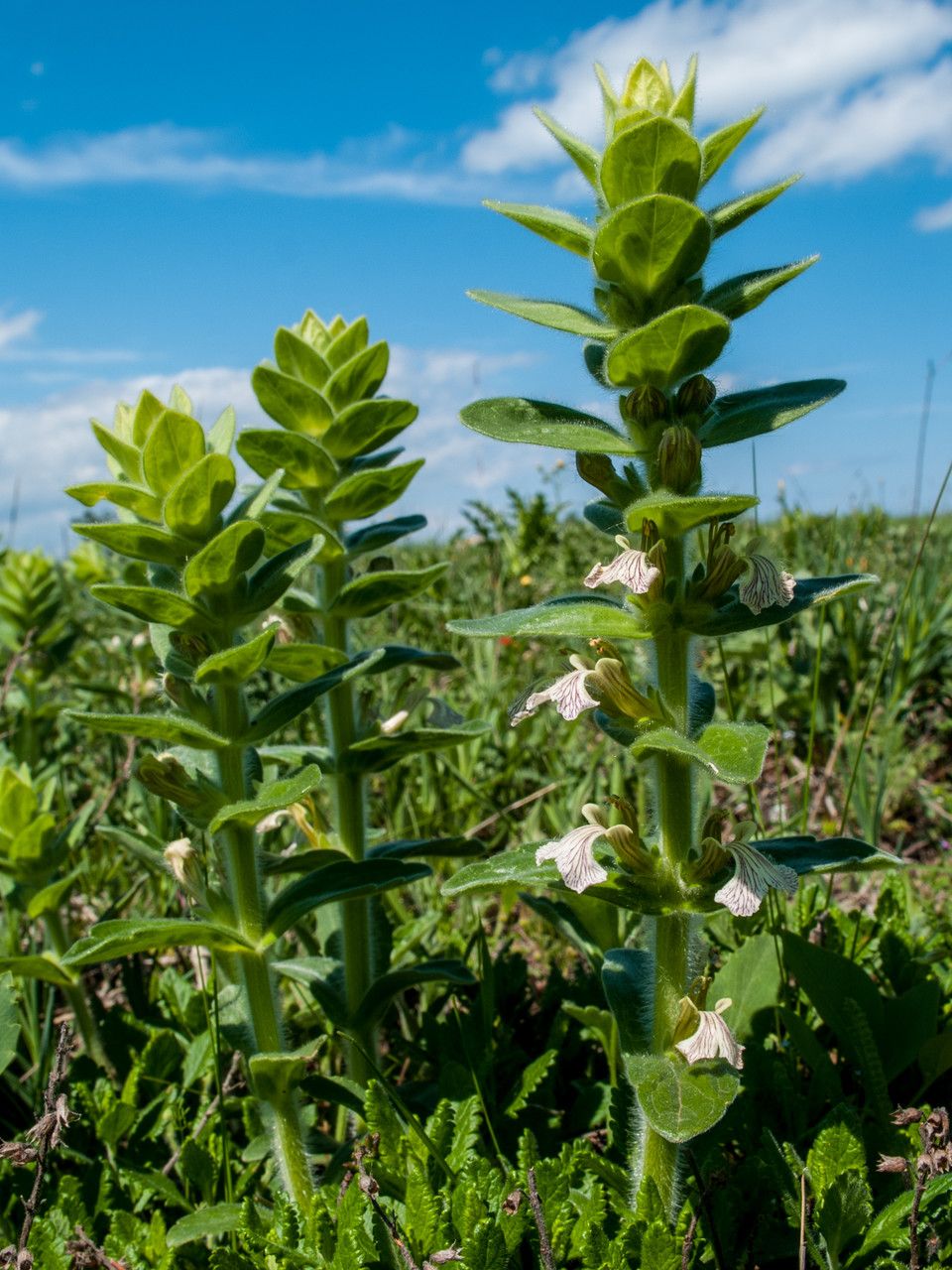 Ajuga laxmannii habit