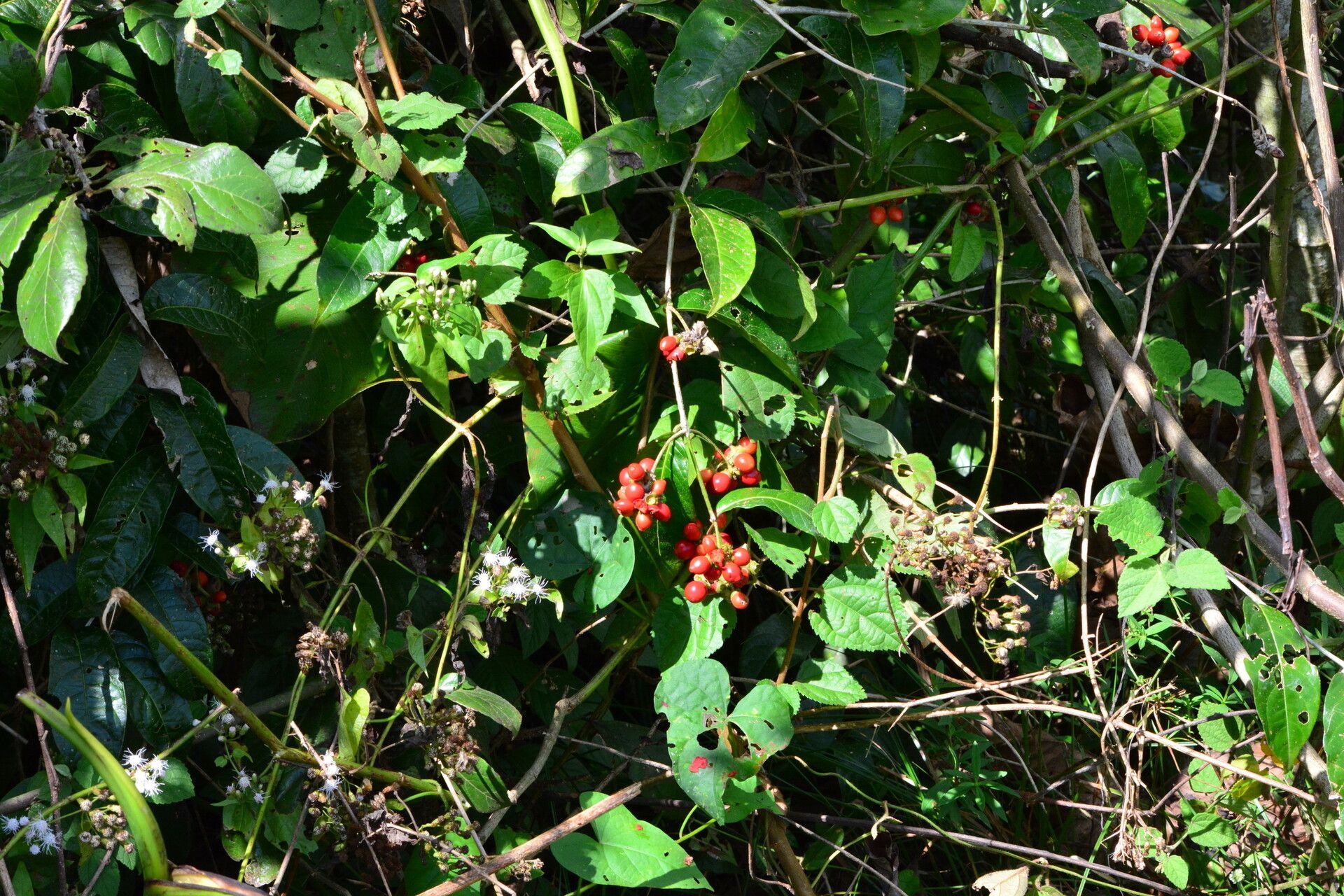 Aegiphila vitelliniflora habit