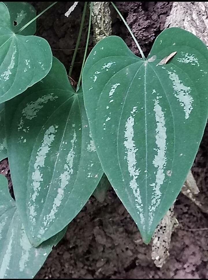 Dioscorea morelosana — houseplant care guide