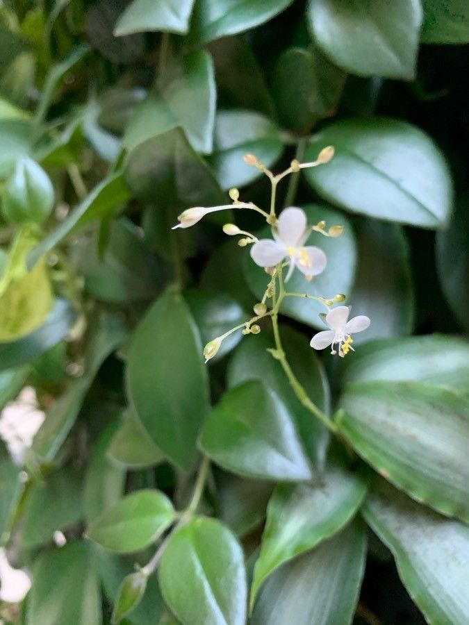 Murdannia nudiflora flower