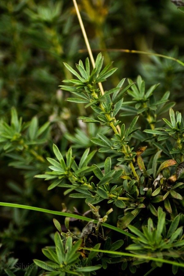 Cytisus austriacus leaf