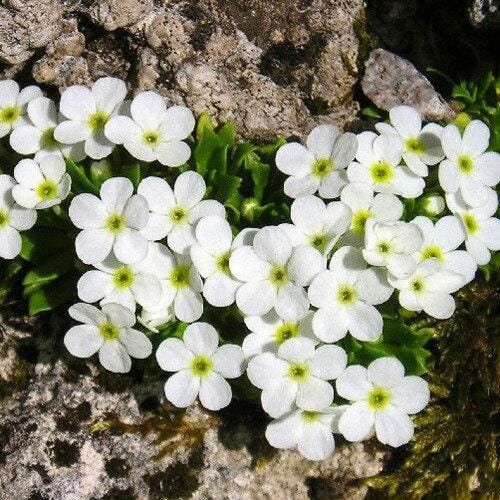 Androsace pubescens — houseplant care guide