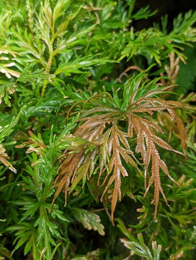 Selaginella lyallii — search result for 'Selaginella'