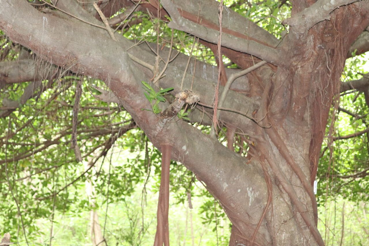 Ficus goldmanii bark