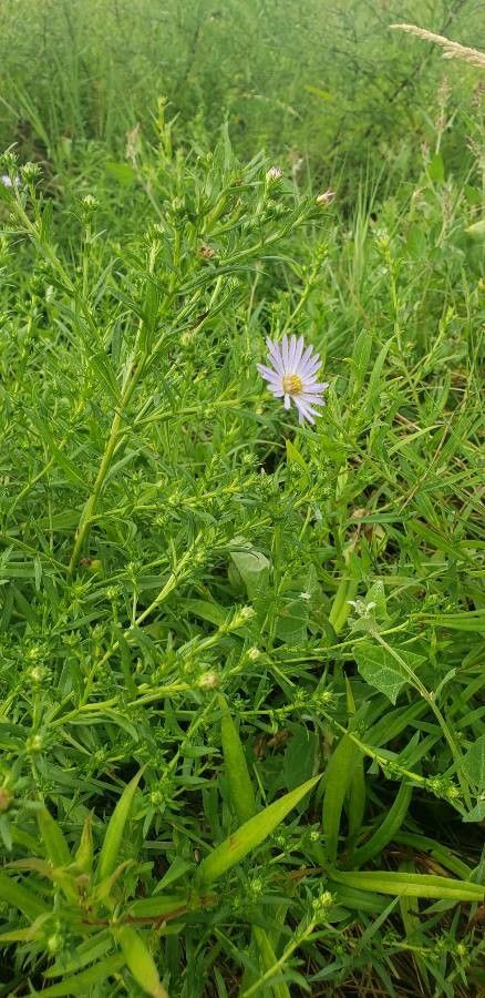 Machaeranthera tanacetifolia leaf