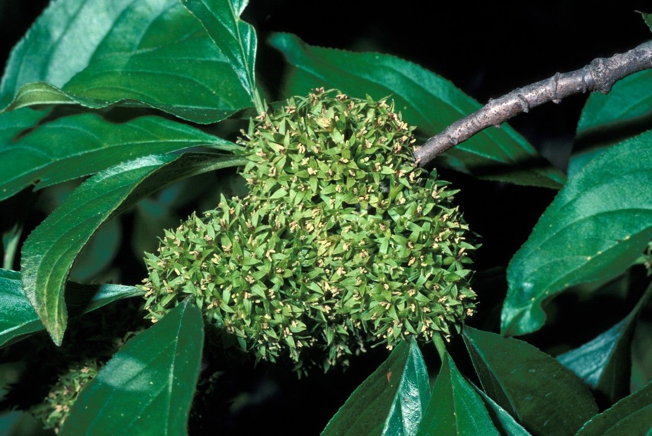 Rhamnus japonica — search result for 'Rhamnus'
