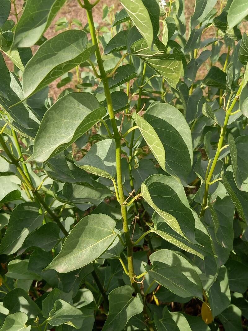 Cionura erecta — search result for 'Afghanistan'