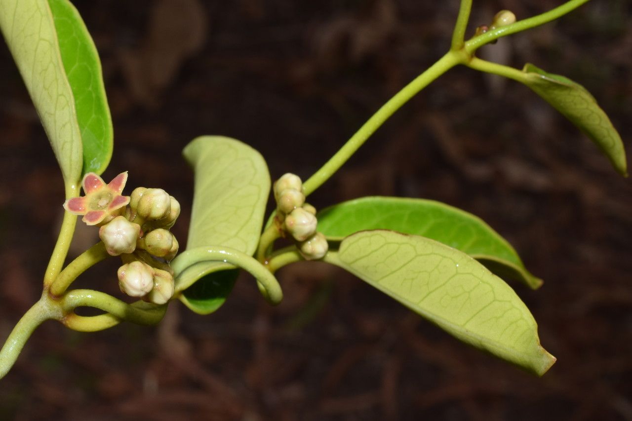 Marsdenia koniamboensis — related species from the same genus