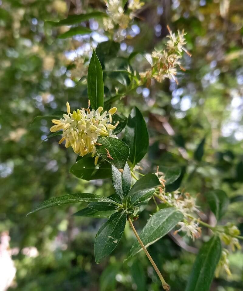 Fontanesia philliraeoides flower