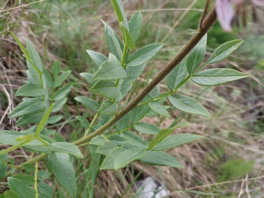Dictamnus albus leaf