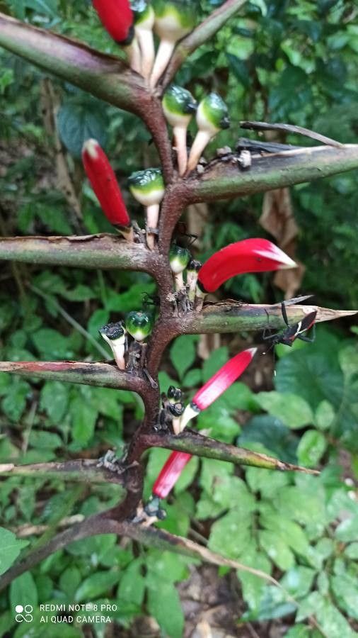 Heliconia spp. flower