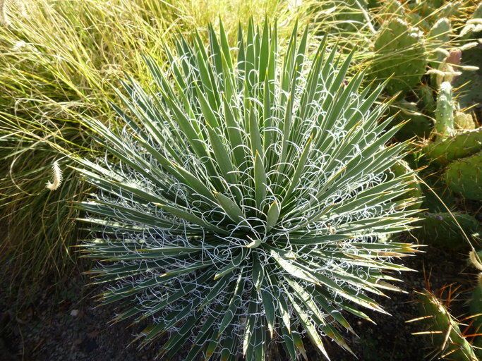 Yucca harrimaniae habit
